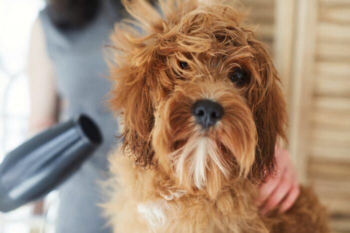 come si asciuga un cane