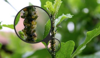 eliminare-parassiti-piante