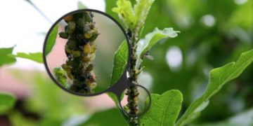 eliminare-parassiti-piante