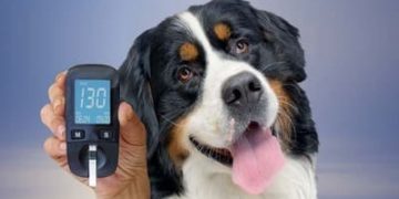 cure diabete cani