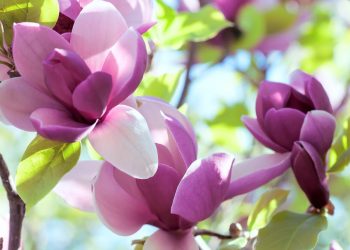 mgnolie-caratteristiche