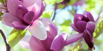 mgnolie-caratteristiche