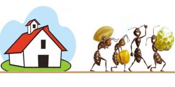 formiche-casa