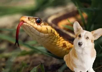 cane morso vipere