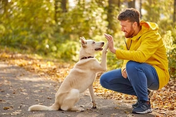 educazione cane