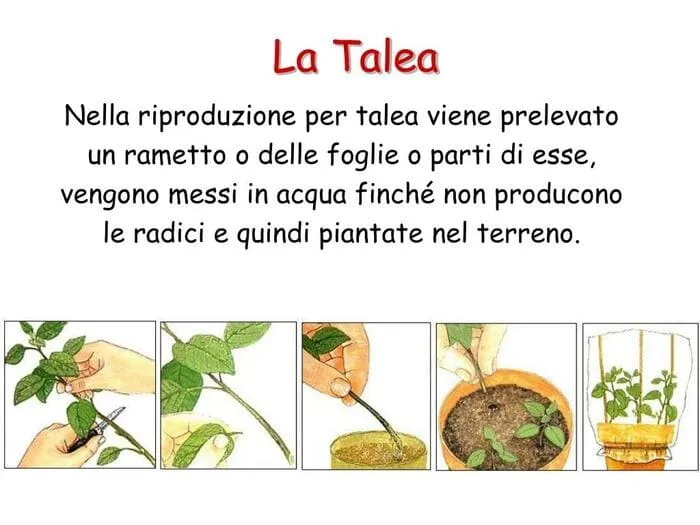 talea metodo