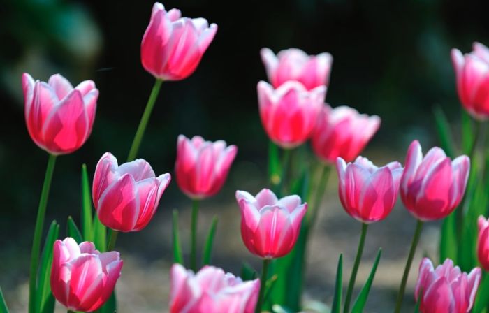 varietà tulipani