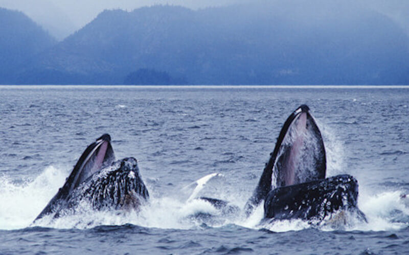 periodo migliore per avvistamento balene california