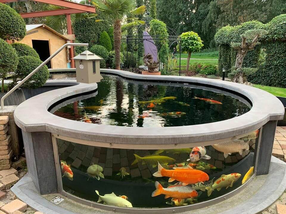 acquario Koi pond