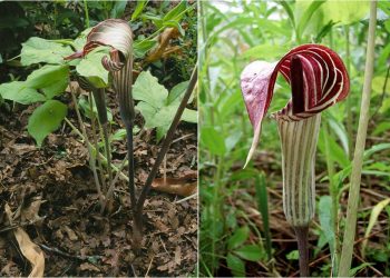 usare triphyllum arum omeopatia