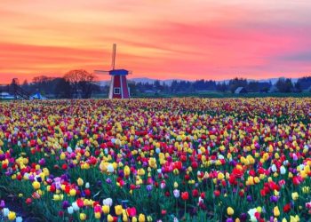 paesaggio olandese con tulipani