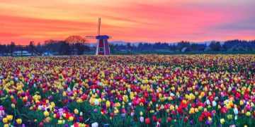 paesaggio olandese con tulipani