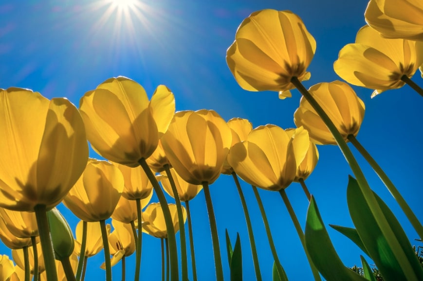 Come Coltivare i Tulipani Olandesi?