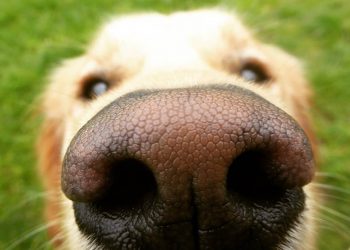 addestrare cane da tartufo