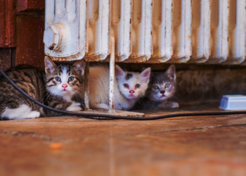 catturare gatti selvatici