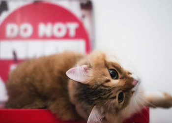 eliminare odore urina gatto