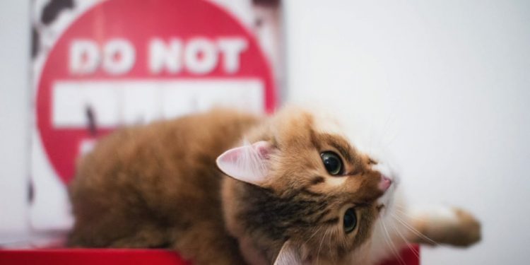 eliminare odore urina gatto