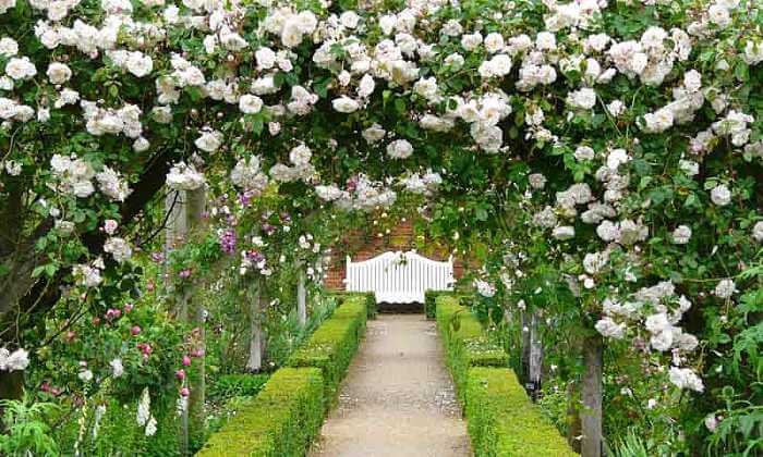 rose bianche rampicanti