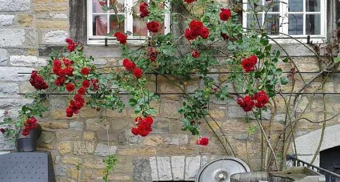 rose rampicanti su finestra