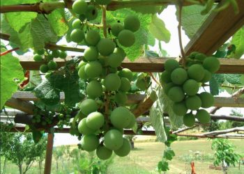 costruire pergolato uva