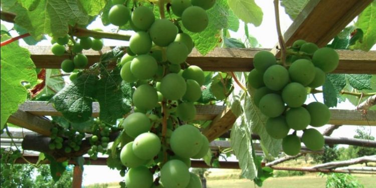 costruire pergolato uva