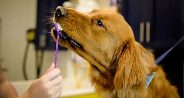 pulire denti cane