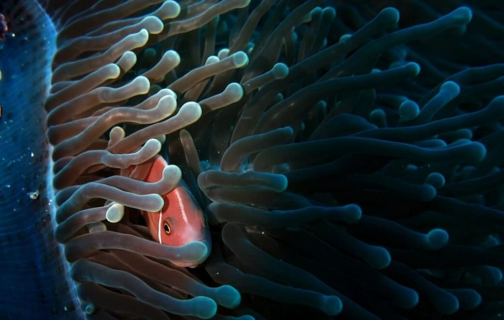 pesce con anemone