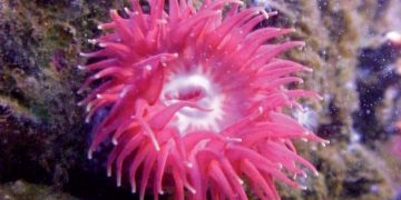 anemone di mare puntura