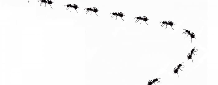 formiche in casa rimedi