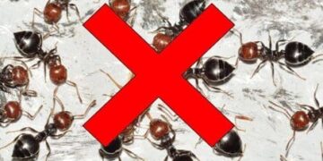 come sconfiggere le formiche