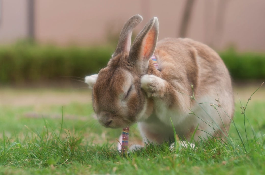 Educare un Coniglio Nano a fare i Bisogni nella Lettiera