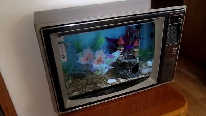 acquario tv