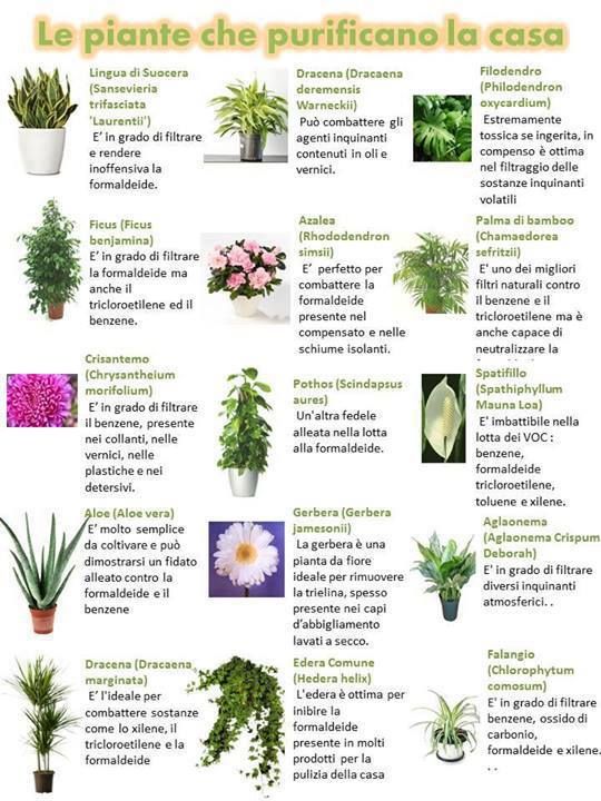 migliori piante che depurano aria
