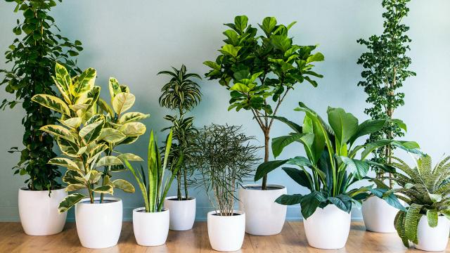 piante verdi da mettere in casa per arredare