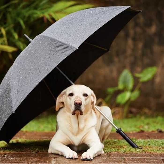 cane al riparo pioggia