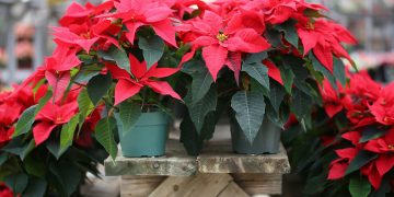 stelle-natale-coltivazione