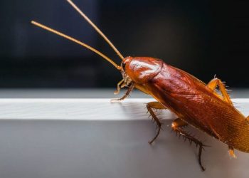 come eliminare gli scarafaggi