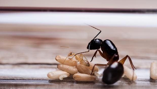 formiche metodi di difesa