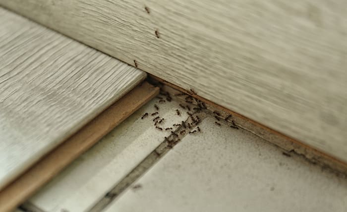 come evitare le formiche