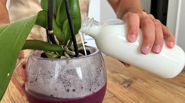 latte piante