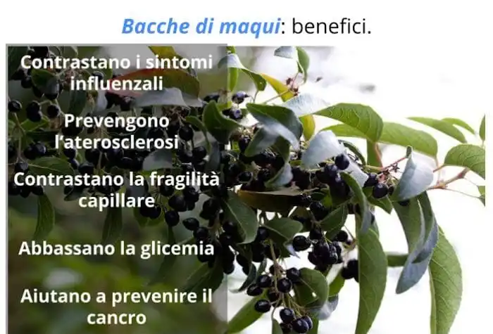 MAQUI PROPRIETà