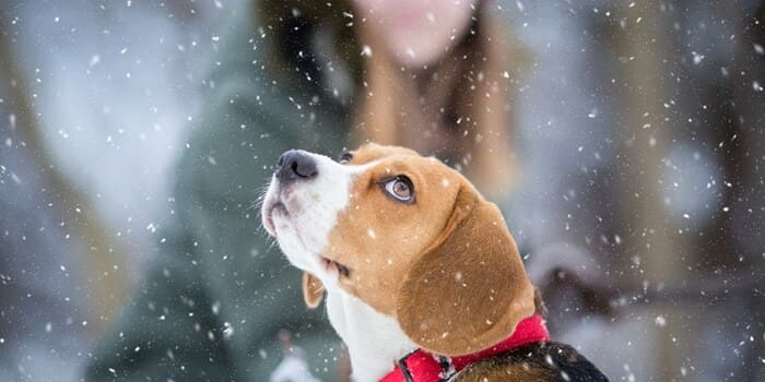 protezione cane in inverno