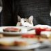 gatto-casa-educazione