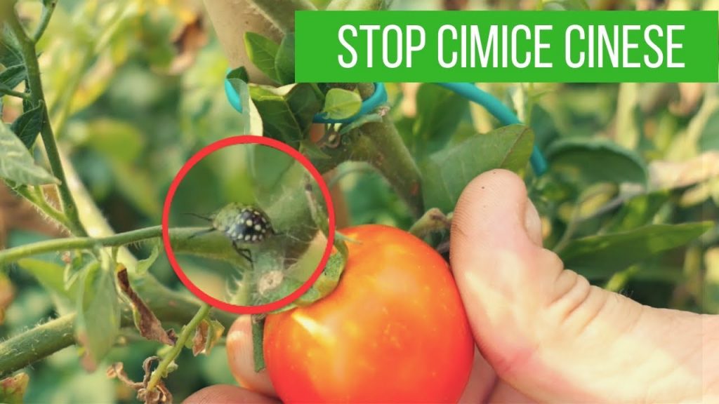 Come eliminare le cimici verdi da casa e dall'orto con prodotti naturali? Come eliminare le cimici verdi da casa e dall'orto con prodotti naturali?