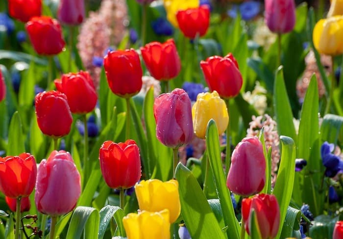 costo bubi tulipano