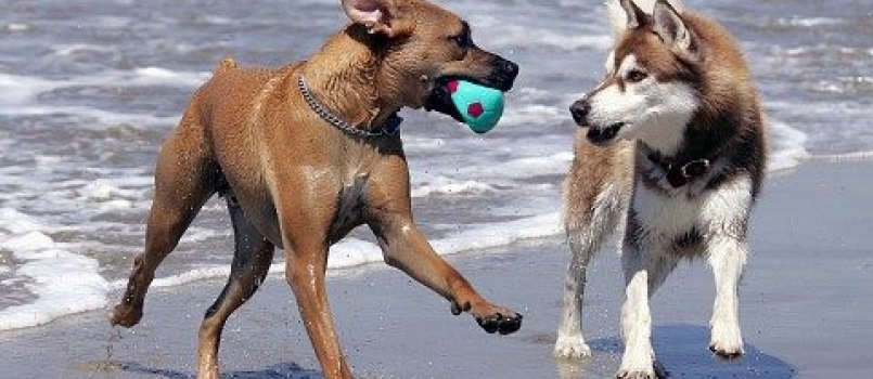 Le spiagge dog friendly in Liguria