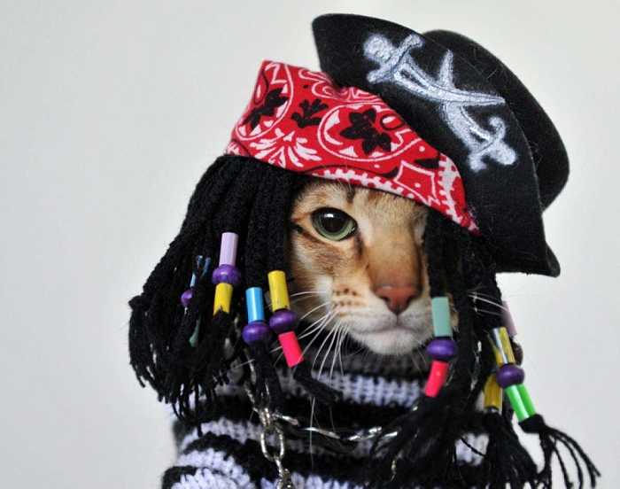 gatto vestito da pirata