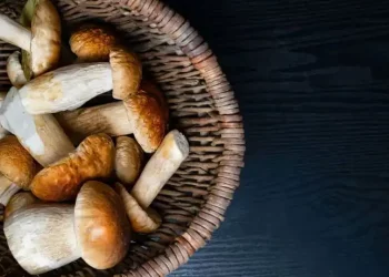 conservazione funghi porcini