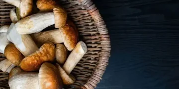 conservazione funghi porcini