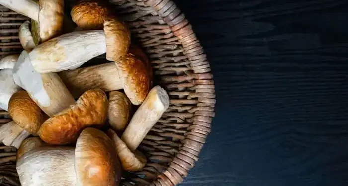 conservazione funghi porcini